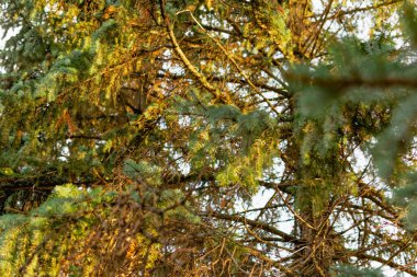 Yeşil bir Noel ağacının dalları ve sarı bir günbatımının ışığında küçük yeşil iğneler. Doğal ve doğal arka plan, kozalaklı ağaçların yakın plan elementleri ve detayları