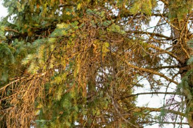 Yeşil bir Noel ağacının dalları ve sarı bir günbatımının ışığında küçük yeşil iğneler. Doğal ve doğal arka plan, kozalaklı ağaçların yakın plan elementleri ve detayları