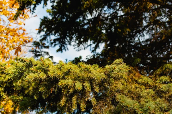 Ramos Uma Árvore Natal Verde Com Pequenas Agulhas Verdes Luz — Fotografia de Stock