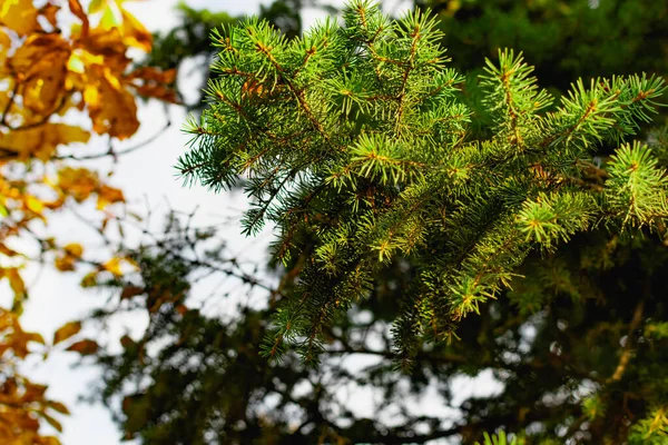 Branches Green Christmas Tree Small Green Needles Light Yellow Sunset — Stock Photo, Image