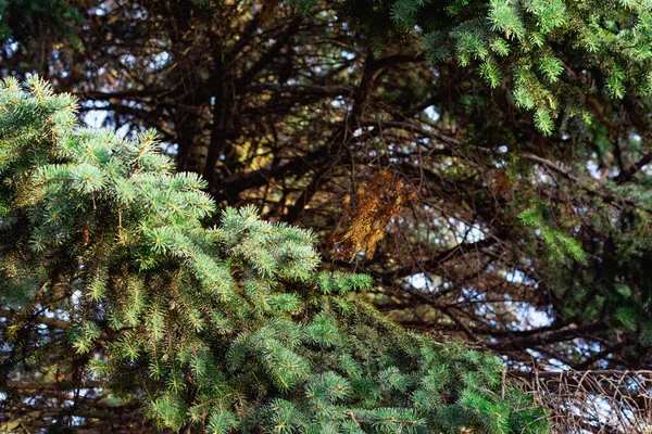 초록색 크리스마스 트리의 가지들과 일몰의 초록색 바늘들이 있습니다 자연적 자연적 — 스톡 사진