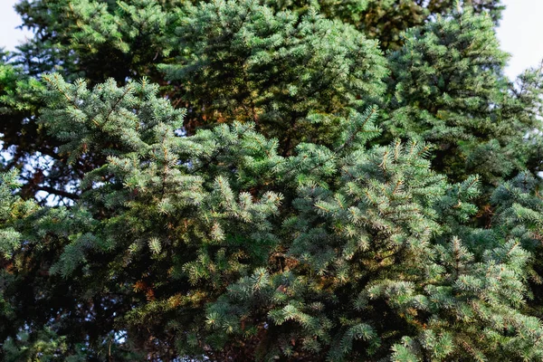 黄色の夕日の光の中で小さな緑の針を持つ緑のクリスマスツリーの枝 天然木 天然木の背景 構成要素 — ストック写真