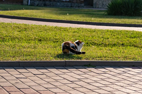 Trójkolorowy Młody Kot Zielonym Trawniku Trawnika Odpoczywający Bawiący Się Rybami — Zdjęcie stockowe
