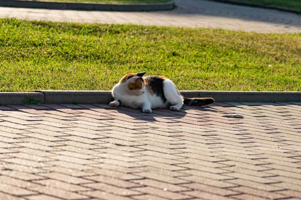 잔디밭의 쉬면서 물고기와 고양이 — 스톡 사진