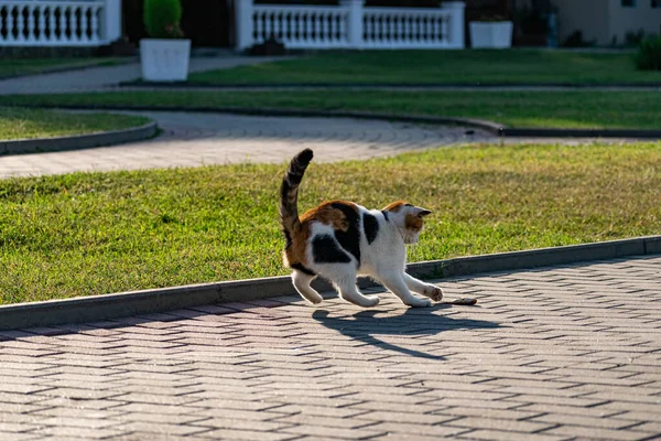 Tricolor Jovem Gato Gramado Verde Gramado Gramado Descansando Brincando Com — Fotografia de Stock