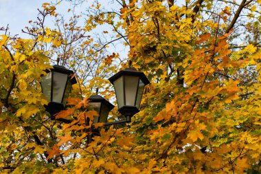 Sarı sonbahar yapraklı akçaağaç çalılığında üç sokak lambası.