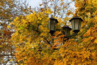 Sarı sonbahar yapraklı akçaağaç çalılığında üç sokak lambası.