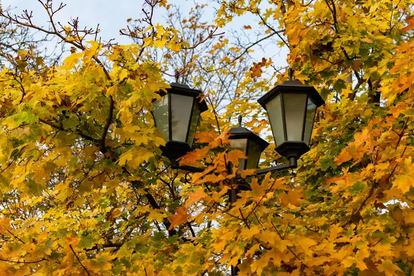 Sarı sonbahar yapraklı akçaağaç çalılığında üç sokak lambası.