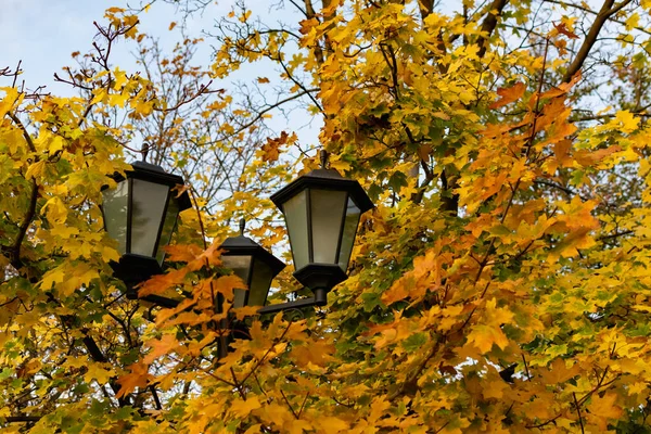 Sarı sonbahar yapraklı akçaağaç çalılığında üç sokak lambası.