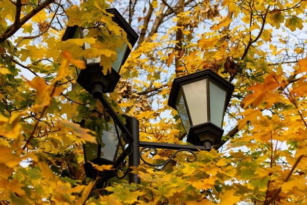 Sarı sonbahar yapraklı akçaağaç çalılığında üç sokak lambası.