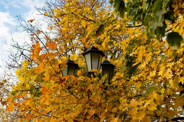 黄色の紅葉のもみじの木の茂みにトリプル街灯 — ストック写真