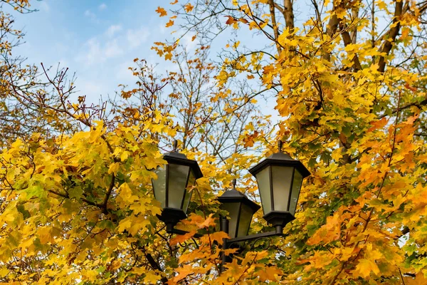 黄色の紅葉のもみじの木の茂みにトリプル街灯 — ストック写真