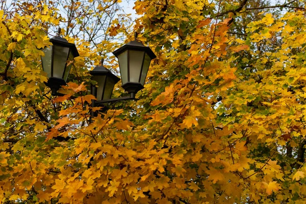 黄色の紅葉のもみじの木の茂みにトリプル街灯 — ストック写真