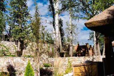 Arkaplanda sarı ve yeşil yapraklar bulunan yaprak döken ağaçların tepelerinden çok güzel renkli bir gökyüzü ve siyahlar görünüyor. Yılın en güzel zamanı, temiz hava, güzel doğal arka plan.