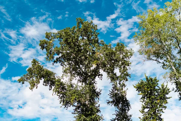 Pohled Zdola Nahoru Vrcholky Listnatých Stromů Žlutými Zelenými Listy Pozadí — Stock fotografie