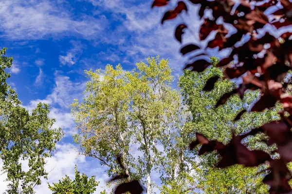 Vista Baixo Para Cima Nos Topos Árvores Caducas Com Folhas — Fotografia de Stock