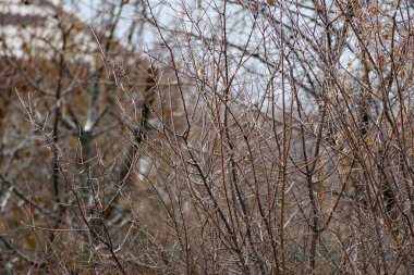 Kuru buz ve çalıların çıplak dalları. Soğuk mevsim, ağaçlar için kış dönemi. Bulutlu havada, parlak buzun ilginç aydınlığı.