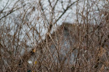 Kuru buz ve çalıların çıplak dalları. Soğuk mevsim, ağaçlar için kış dönemi. Bulutlu havada, parlak buzun ilginç aydınlığı.