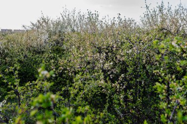 Küçük beyaz çiçekli yabani çalı ve yeşil yapraklı taç yaprakları. Yoğun büyüyen ince bahar dalları