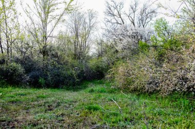 Küçük beyaz çiçekli yabani çalı ve yeşil yapraklı taç yaprakları. Yoğun büyüyen ince bahar dalları