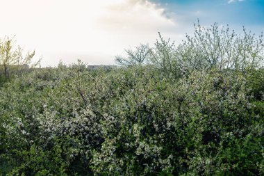 Küçük beyaz çiçekli yabani çalı ve yeşil yapraklı taç yaprakları. Yoğun büyüyen ince bahar dalları