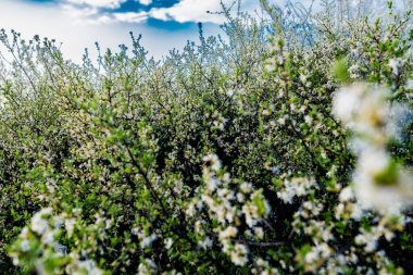 Küçük beyaz çiçekli yabani çalı ve yeşil yapraklı taç yaprakları. Yoğun büyüyen ince bahar dalları