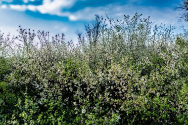 Küçük beyaz çiçekli yabani çalı ve yeşil yapraklı taç yaprakları. Yoğun büyüyen ince bahar dalları