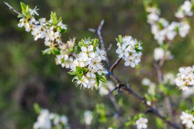 Küçük beyaz çiçekli yabani çalı ve yeşil yapraklı taç yaprakları. Yoğun büyüyen ince bahar dalları