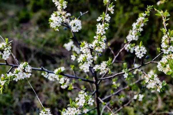 Άγριος Θάμνος Μικρά Λευκά Λουλούδια Και Πέταλα Πράσινα Φύλλα Λεπτά — Φωτογραφία Αρχείου