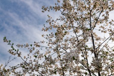 Kiraz ağacında bir sürü beyaz çiçek var. İnce dallar ve yeşil yapraklar üzerinde yumuşak, narin yapraklar. Bahar havası ve güzel doğa.