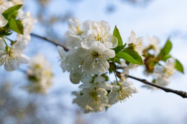 Kiraz ağacında bir sürü beyaz çiçek var. İnce dallar ve yeşil yapraklar üzerinde yumuşak, narin yapraklar. Bahar havası ve güzel doğa.