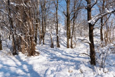 Yılın bu güzel zamanında yaprakları olmayan ağaçlar ve ağaçların dalları yemyeşil bir kar tabakasının altında. Kar yağışı sonrası serin doğa manzarası