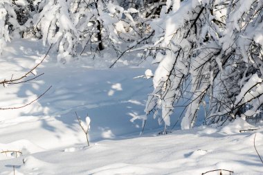 Yılın bu güzel zamanında yaprakları olmayan ağaçlar ve ağaçların dalları yemyeşil bir kar tabakasının altında. Kar yağışı sonrası serin doğa manzarası