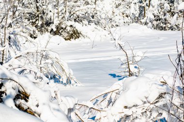 Yılın bu güzel zamanında yaprakları olmayan ağaçlar ve ağaçların dalları yemyeşil bir kar tabakasının altında. Kar yağışı sonrası serin doğa manzarası