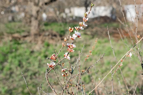 Blütezeit Des Aprikosenbaums Zeitigen Frühjahr Obstgarten Garten Dünne Zweige Mit — Stockfoto