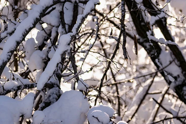 Гілки Голих Дерев Дерев Листя Під Пишним Шаром Снігу Взимку — стокове фото