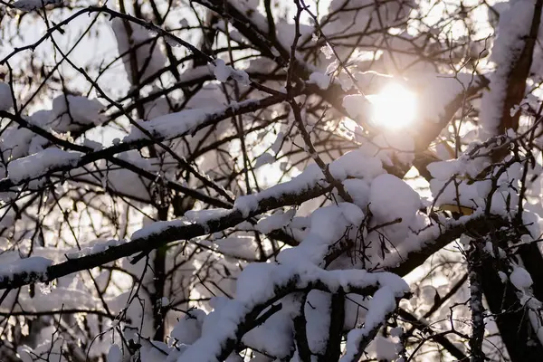 Гілки Голих Дерев Дерев Листя Під Пишним Шаром Снігу Взимку — стокове фото