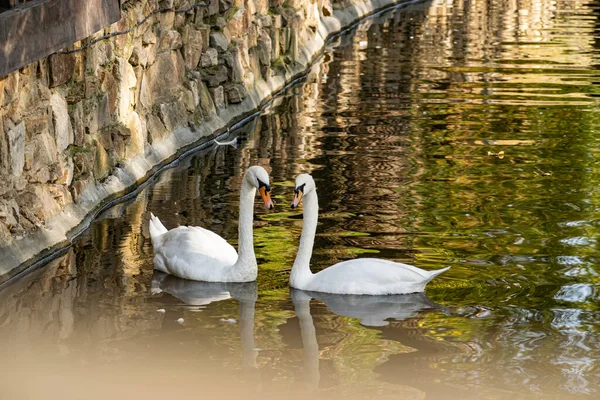 A pair of white swans on a calm pond. Beautiful birds that represent love and mutual understanding in family relationships. Gentle animals swim peacefully on the water