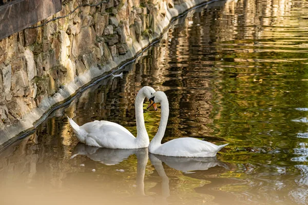 Пара Белых Лебедей Спокойном Пруду Красивые Птицы Которые Представляют Любовь — стоковое фото
