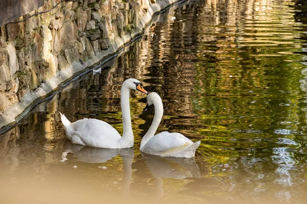 Пара Белых Лебедей Спокойном Пруду Красивые Птицы Которые Представляют Любовь — стоковое фото