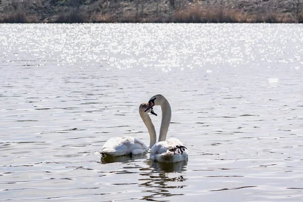 Par Cisnes Brancos Num Lago Calmo Belas Aves Que Representam — Fotografia de Stock