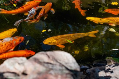Japon balıklı çok güzel bir gölet. Koi sazan balığı - yapay rezervleri dekore etmek için renkli balıklar. Zengin renkler, su, bitki ve kayalar arasında farklı boyutlarda bireyler