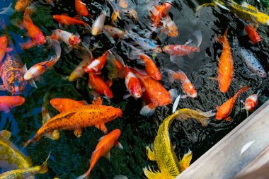 Japon balıklı çok güzel bir gölet. Koi sazan balığı - yapay rezervleri dekore etmek için renkli balıklar. Zengin renkler, su, bitki ve kayalar arasında farklı boyutlarda bireyler