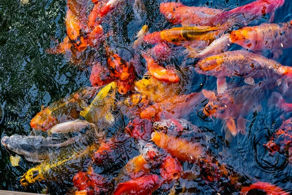 Estanque Muy Hermoso Con Peces Colores Koi Carpa Peces Decorativos — Foto de Stock