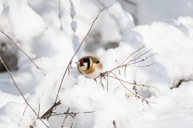Saka kuşu, Finch ailesinden çok renkli bir kuş, tohumları olan bir çalılığın dalında oturur ve onları gagalar. Karlı kış ve güneşli hava