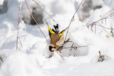 Saka kuşu, Finch ailesinden çok renkli bir kuş, tohumları olan bir çalılığın dalında oturur ve onları gagalar. Karlı kış ve güneşli hava