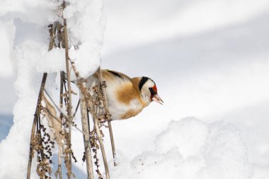 Saka kuşu, Finch ailesinden çok renkli bir kuş, tohumları olan bir çalılığın dalında oturur ve onları gagalar. Karlı kış ve güneşli hava