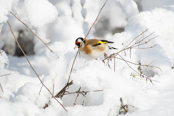 Goldfinch Pássaro Colorido Multi Colorido Família Finch Senta Ramo Bush — Fotografia de Stock