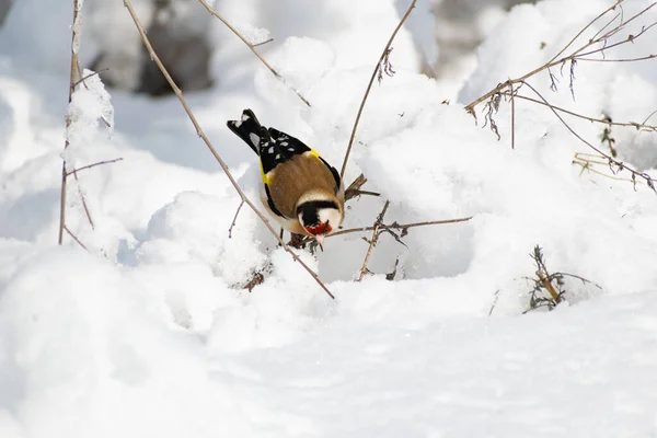 Goldfinch Pássaro Colorido Multi Colorido Família Finch Senta Ramo Bush — Fotografia de Stock