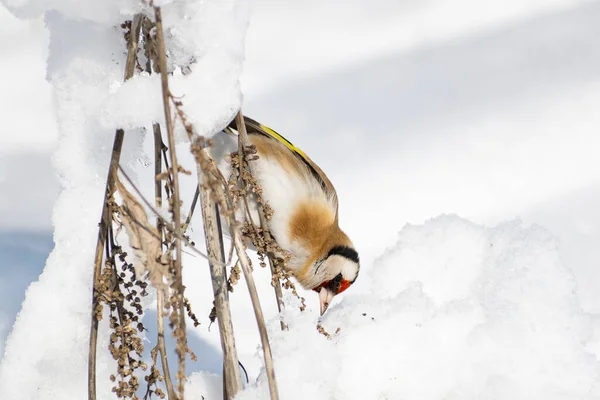 Goldfinch Multi Colored Colorful Bird Finch Family Sits Branch Bush — Stock Photo, Image